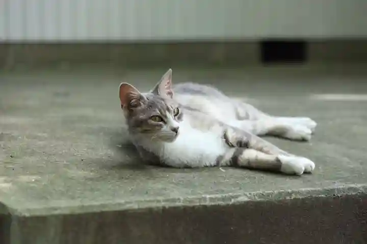 玉野御嶽神社の動物