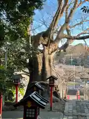 常陸第三宮　吉田神社の自然