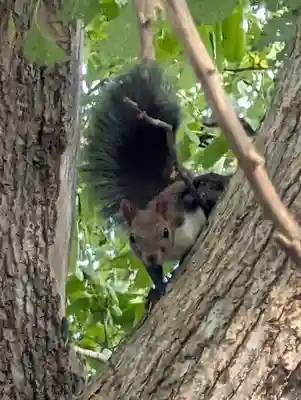 角田神社(北海道)