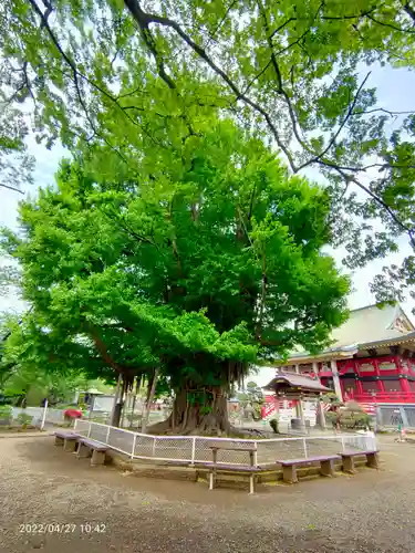 千葉寺の庭園