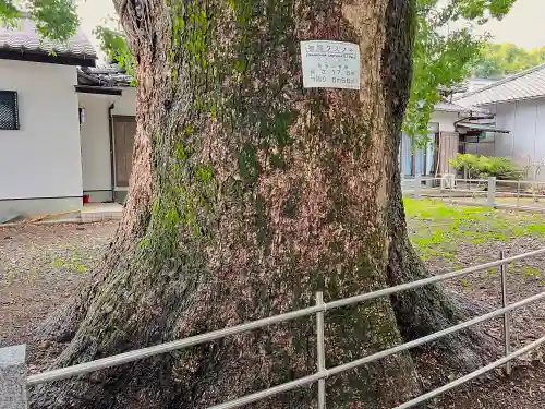 山王神社の自然