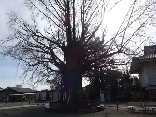 時宗総本山 遊行寺（正式：清浄光寺）の自然