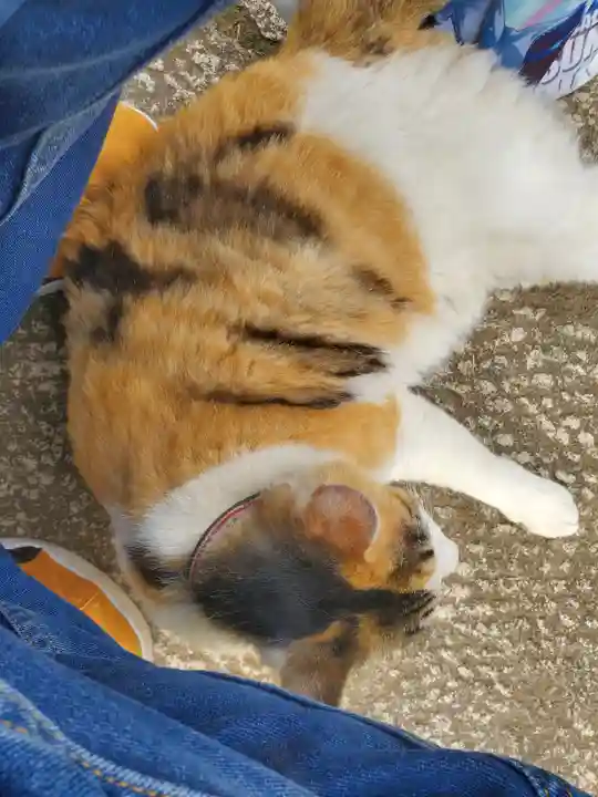 浄光院(栃木県)