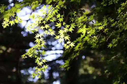 鹿島大神宮の自然