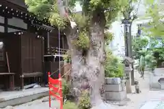 三輪神社の自然