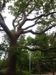 惶根神社の自然