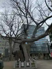 阿邪訶根神社の自然