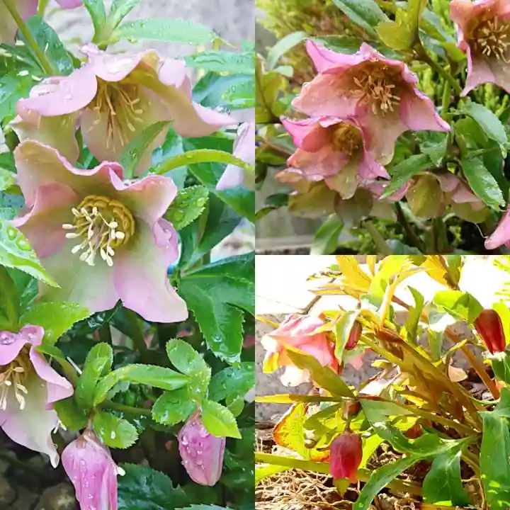 寿量山 速成寺の自然