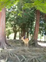 東大寺の動物