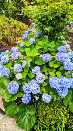 鎮守氷川神社の自然
