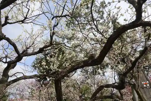 北野天満宮の自然