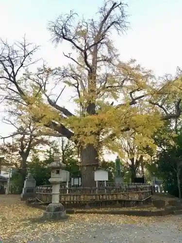 八坂神社の自然