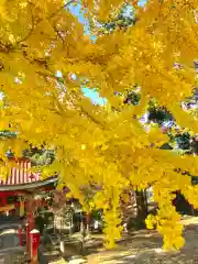 厳島神社の自然