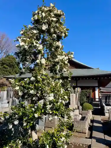 東北寺の{uncategorized: "未分類", other: "その他", undefined: "問題あり", building: "その他建物", grave: "お墓", sacred_gate: "鳥居", guardian: "狛犬", statue: "像", buddha: "仏像", history: "歴史", nature: "自然", garden: "庭園", animal: "動物", pagoda: "塔", temizu: "手水舎", mountain_gate: "山門・神門", sanctuary: "本殿・本堂", subordinate: "末社・摂社", art: "芸術", scenery: "景色", jizo: "地蔵", ema: "絵馬", goshuin: "御朱印", omikuji: "おみくじ", items: "授与品その他", amulet: "お守り", goshuincho: "御朱印帳", eats: "食事", festival: "お祭り", votive_dance: "神楽", shichigosan: "七五三参", wedding: "結婚式", experience: "体験その他", initially: "初詣", around: "周辺", anti_infection: "感染症対策"}