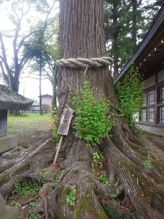 小室浅間神社の自然