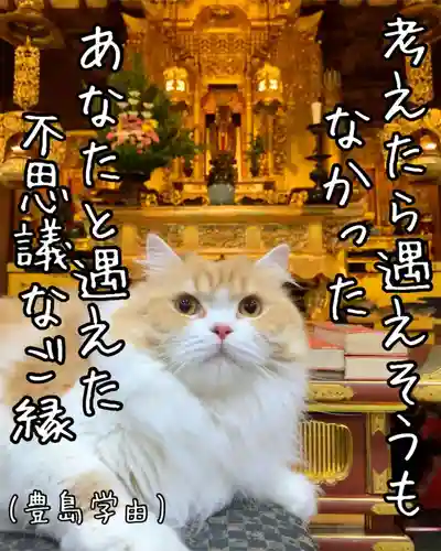 西教寺（下松駅徒歩５分）の動物