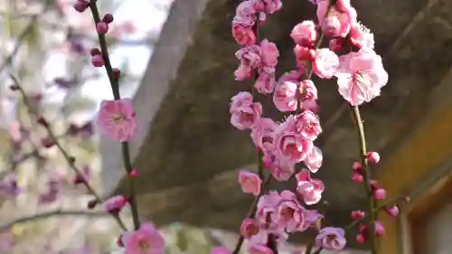 北野天満宮の自然