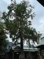 野沢稲荷神社の自然