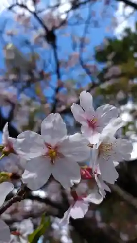 市原稲荷神社の自然