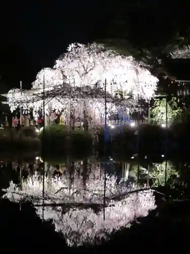 平安神宮の庭園