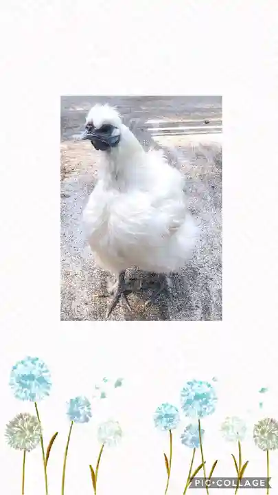 阿智神社の動物