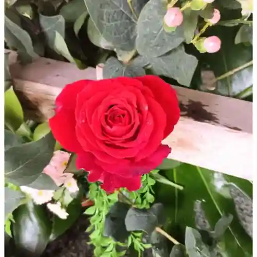 彌彦神社　(伊夜日子神社)の手水舎