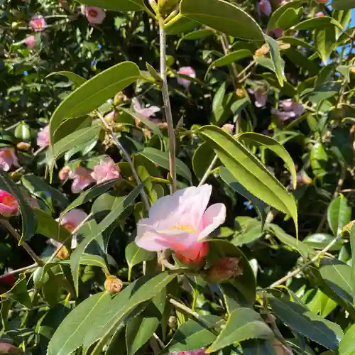 布施弁天 東海寺(千葉県)