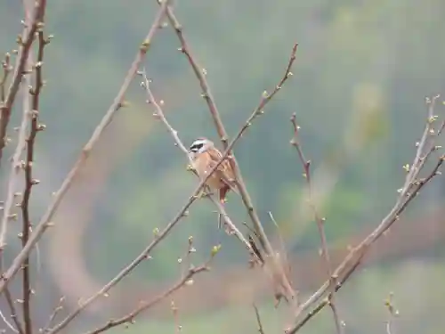 留辺蘂神社の動物