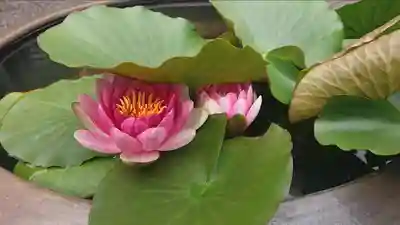 妙興寺(鳥取県)