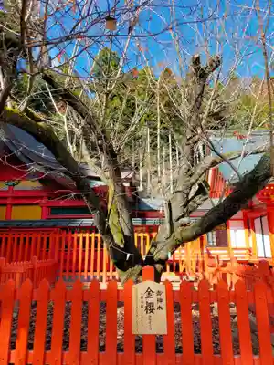 金櫻神社(山梨県)