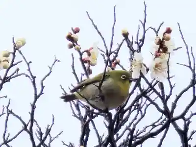 多治速比売神社(大阪府)