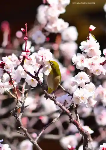 湯島天満宮(東京都)