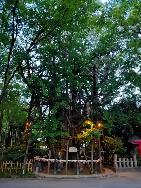 稲毛神社の自然