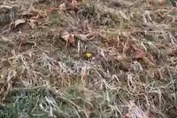 三春大神宮の自然