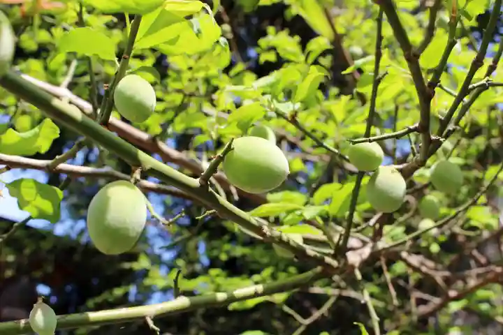 くまくま神社(導きの社 熊野町熊野神社)の自然