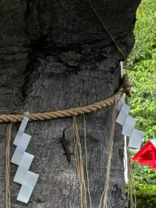 神祇大社の{uncategorized: "未分類", other: "その他", undefined: "問題あり", building: "その他建物", grave: "お墓", sacred_gate: "鳥居", guardian: "狛犬", statue: "像", buddha: "仏像", history: "歴史", nature: "自然", garden: "庭園", animal: "動物", pagoda: "塔", temizu: "手水舎", mountain_gate: "山門・神門", sanctuary: "本殿・本堂", subordinate: "末社・摂社", art: "芸術", scenery: "景色", jizo: "地蔵", ema: "絵馬", goshuin: "御朱印", omikuji: "おみくじ", items: "授与品その他", amulet: "お守り", goshuincho: "御朱印帳", eats: "食事", festival: "お祭り", votive_dance: "神楽", shichigosan: "七五三参", wedding: "結婚式", experience: "体験その他", initially: "初詣", around: "周辺", anti_infection: "感染症対策"}