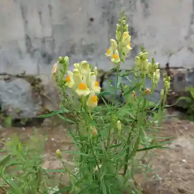 寒江山 長登寺の自然