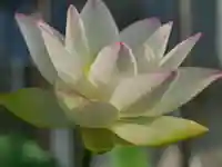 極楽山 浄土寺の自然