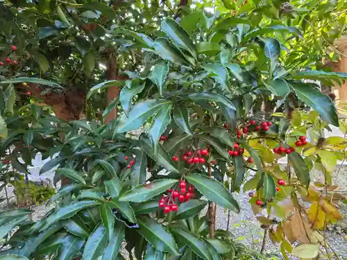 沙沙貴神社(滋賀県)