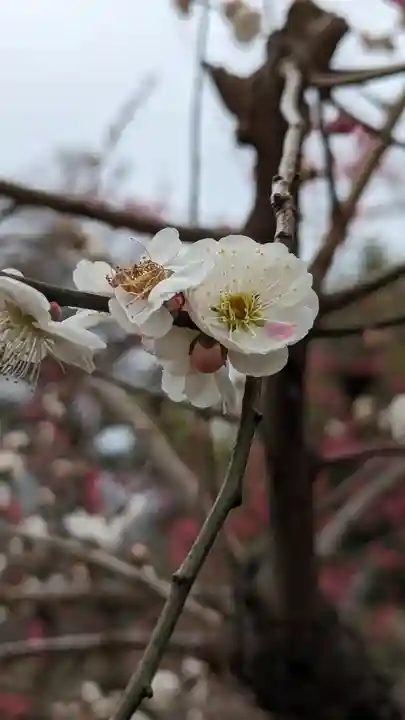 北野天満宮(京都府)