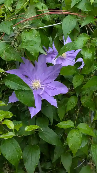 行願寺(革堂)(京都府)