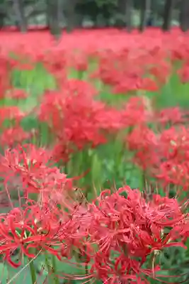 九万八千神社(埼玉県)