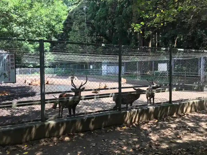 鹿島神宮の動物