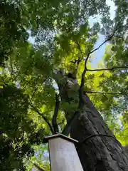 川越氷川神社(埼玉県)