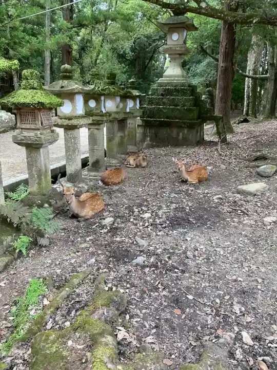 春日大社(奈良県)