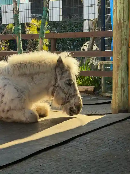 五方山熊野神社の{uncategorized: "未分類", other: "その他", undefined: "問題あり", building: "その他建物", grave: "お墓", sacred_gate: "鳥居", guardian: "狛犬", statue: "像", buddha: "仏像", history: "歴史", nature: "自然", garden: "庭園", animal: "動物", pagoda: "塔", temizu: "手水舎", mountain_gate: "山門・神門", sanctuary: "本殿・本堂", subordinate: "末社・摂社", art: "芸術", scenery: "景色", jizo: "地蔵", ema: "絵馬", goshuin: "御朱印", omikuji: "おみくじ", items: "授与品その他", amulet: "お守り", goshuincho: "御朱印帳", eats: "食事", festival: "お祭り", votive_dance: "神楽", shichigosan: "七五三参", wedding: "結婚式", experience: "体験その他", initially: "初詣", around: "周辺", anti_infection: "感染症対策"}