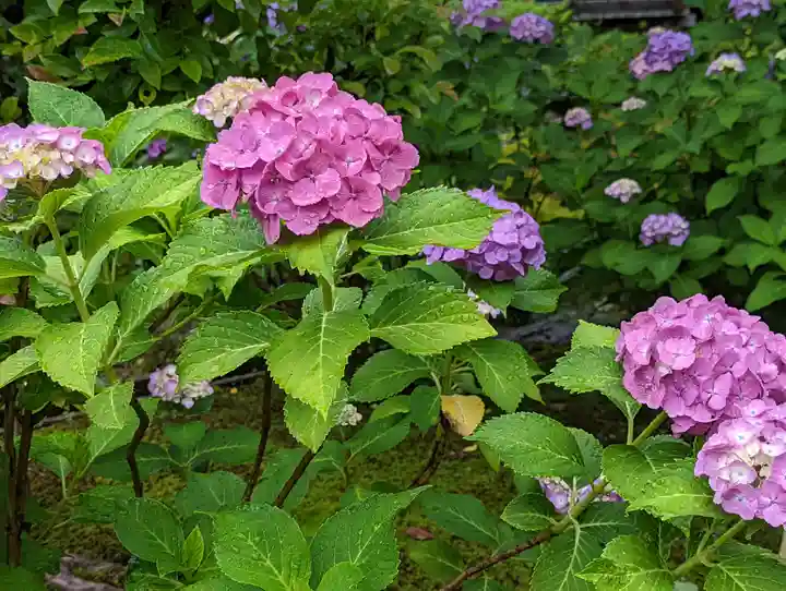 法金剛院(京都府)