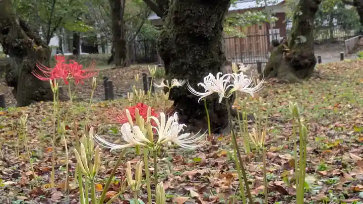 平野神社(京都府)