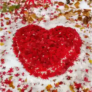 彌彦神社 (伊夜日子神社)(北海道)(2025年11月09日(日) 09時06分15秒投稿)