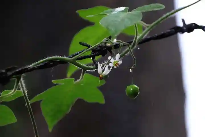 愛宕神社の自然